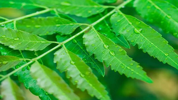 Bitter but Powerful: What Neem Leaves Do to Your Body