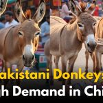 Pakistani Donkeys in High Demand in China: 2 Lakhs per Donkey