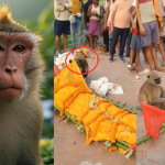 Monkey Sheds Tears at Animal Lover’s Funeral: Video Goes Viral