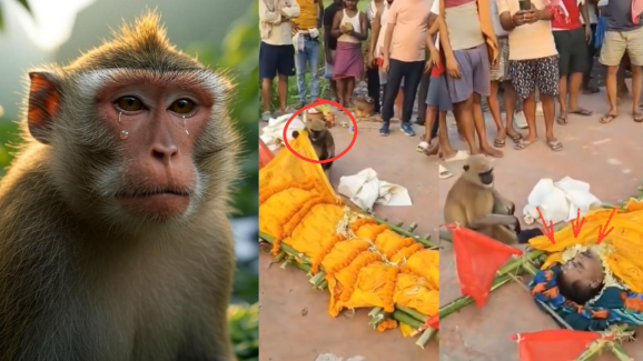 Monkey Sheds Tears at Animal Lover’s Funeral: Video Goes Viral