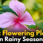 Top Flowering Plants to Grow During the Rainy Season