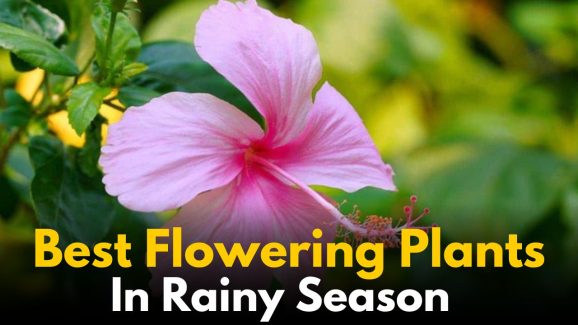 Top Flowering Plants to Grow During the Rainy Season