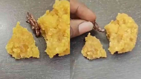 Cockroach Found in Andhra Temple Laddoo: Officials Refute Claim