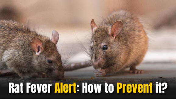 Rat Fever Alert: Leptospirosis and How to Prevent It