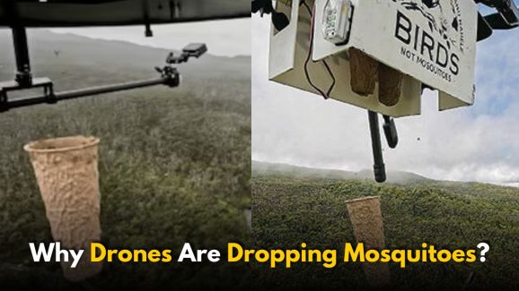 Drones Drop Mosquitoes in Hawaii: To Save Wildlife?