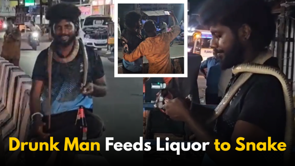 Drunk Man Feeds Liquor to Snake in Tamil Nadu Video Goes Viral
