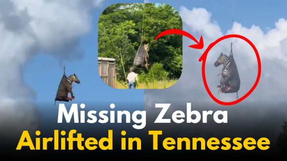 Missing Zebra Found and Airlifted in Tennessee