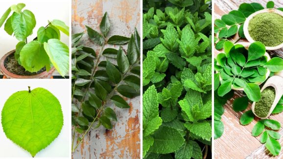 5 Healing Indian Leaves That Naturally Control Blood Sugar