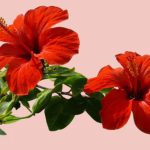 Hibiscus for Hair Growth: Tips to Get Strong and Shiny Hair