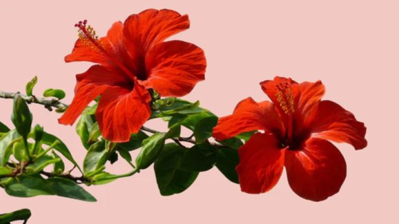Hibiscus for Hair Growth: Tips to Get Strong and Shiny Hair