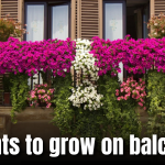 5 Plants You Can Easily Grow on Your Balcony, Even in the Heat