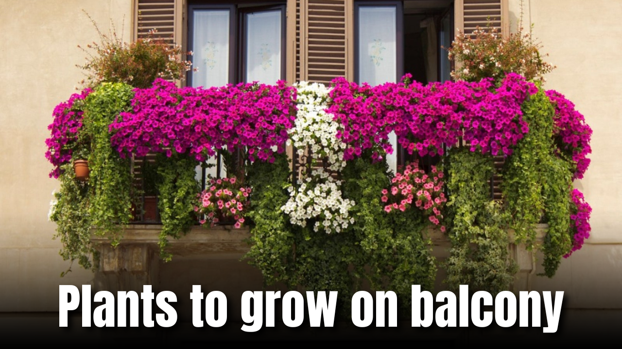 5 Plants You Can Easily Grow on Your Balcony, Even in the Heat