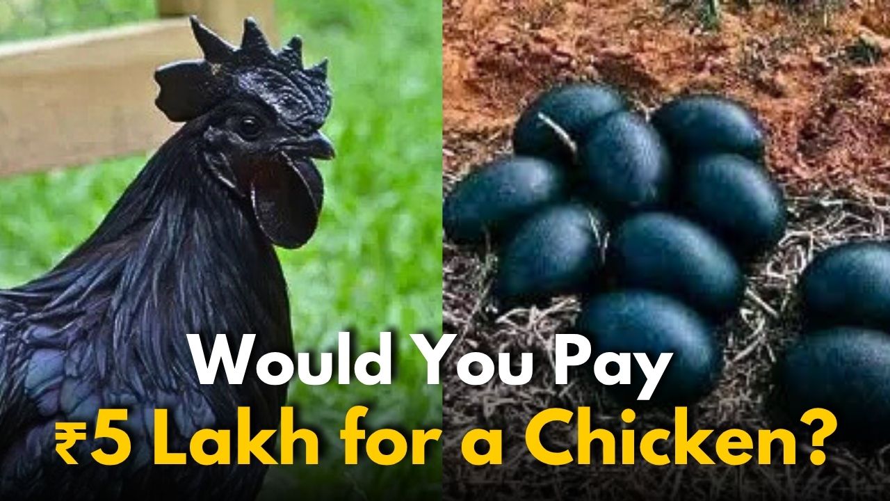 5 Shocking Facts About the Lamborghini Chicken