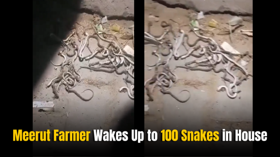 Meerut Farmer Wakes Up to 100 Snakes in House, Locals Shocked