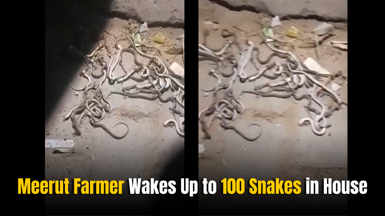 Meerut Farmer Wakes Up to 100 Snakes in House, Locals Shocked
