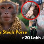 Monkey Steals Purse With ₹20 Lakh Jewelry in Vrindavan
