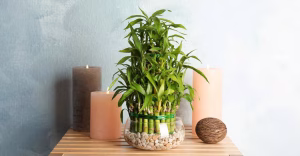 bamboo