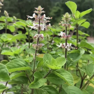 Basil
