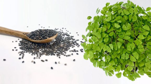 Chia Seeds vs Chia Microgreens: Which is Healthier For You?