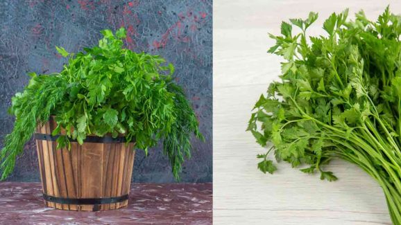 How to Grow Coriander Leaves at Home: Simple Tips