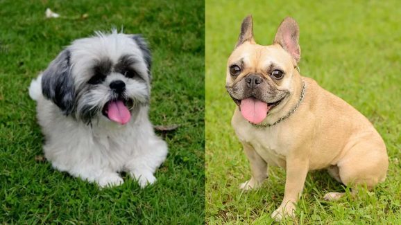 6 Low-Maintenance Dog Breeds for Apartment Living