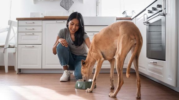 Top 10 Vegetables That Are Harmful to Dogs