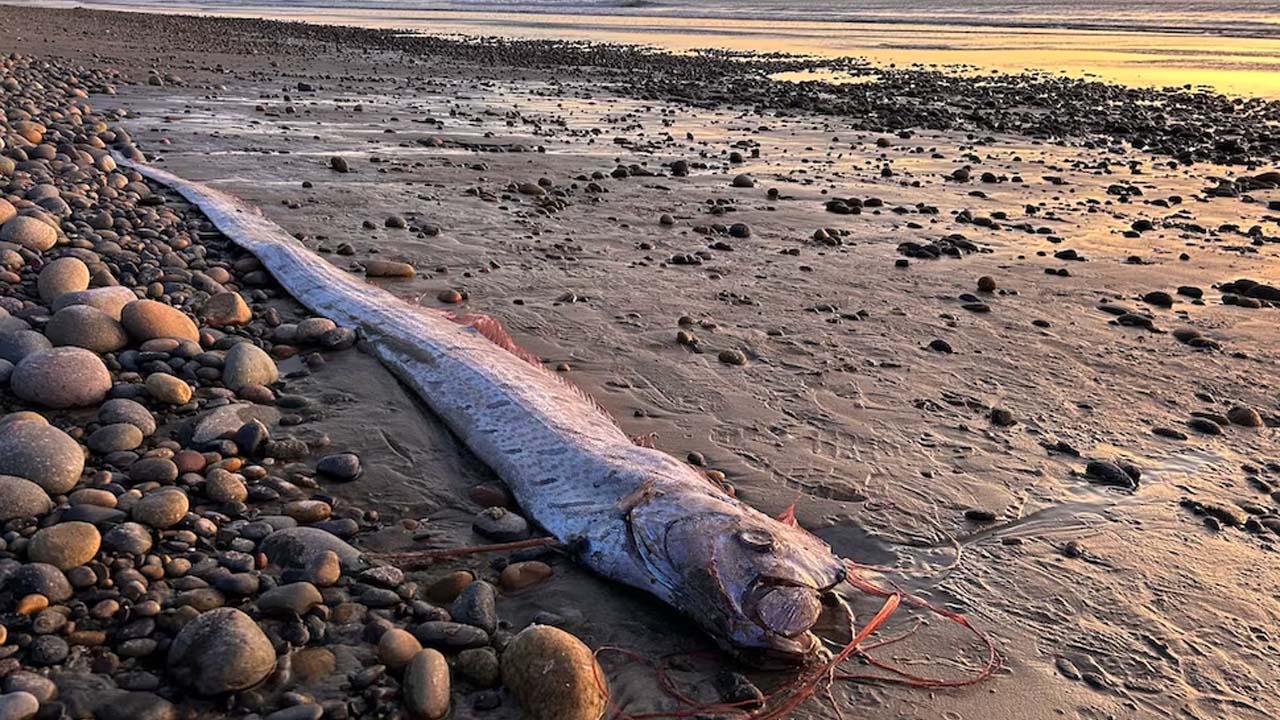 Doomsday Fish Appears in Tamil Nadu: Scientists Reaction