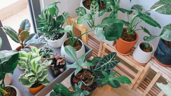 Grow Your Wealth: 10 Feng Shui Plants That Invite Abundance