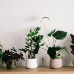5 Best Feng Shui Plants to Attract Positive Energy This Monsoon