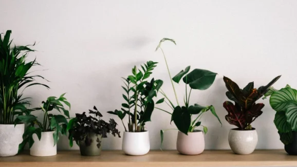 5 Best Feng Shui Plants to Attract Positive Energy This Monsoon
