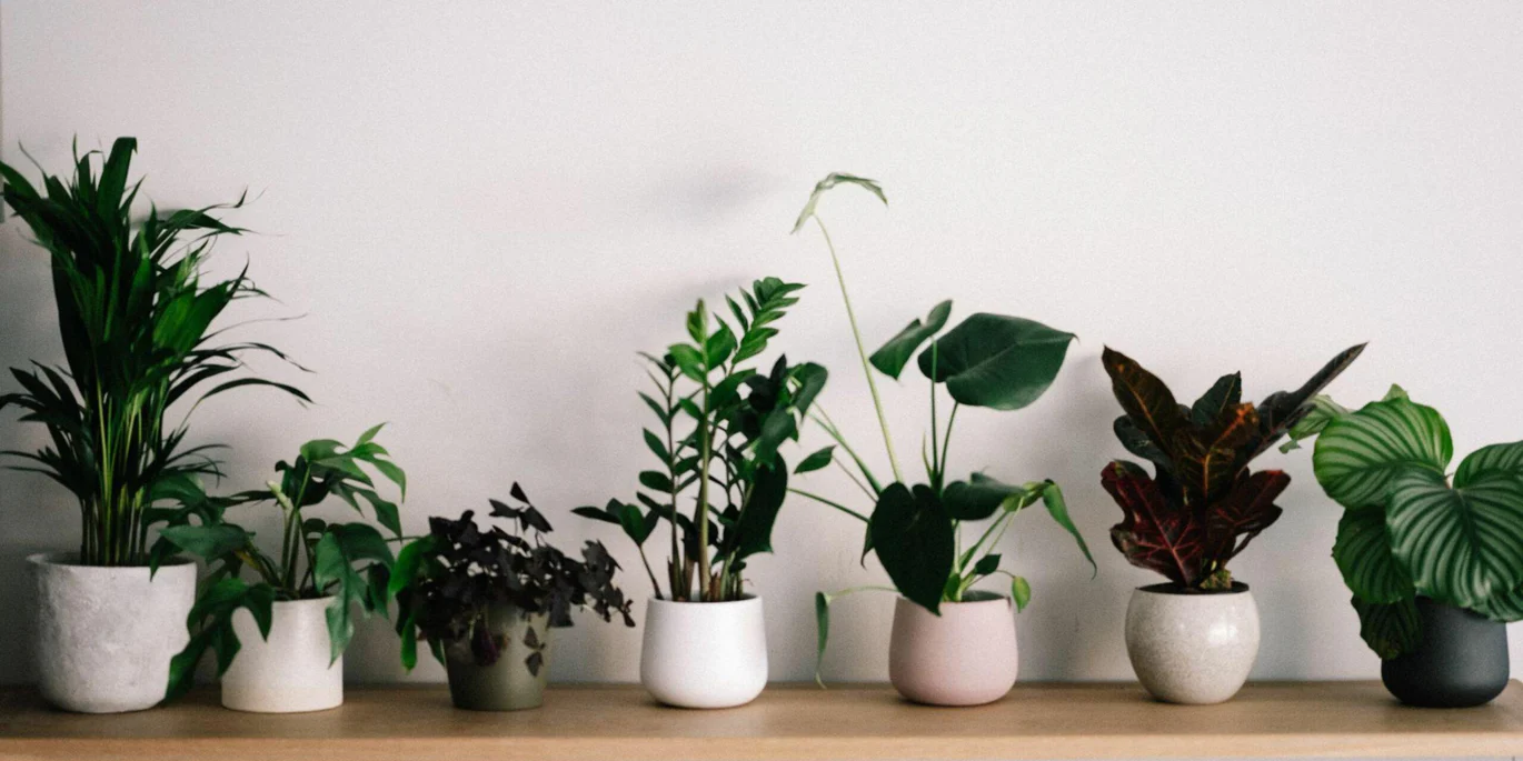5 Best Feng Shui Plants to Attract Positive Energy This Monsoon