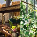 Rooftop Gardening in Hyderabad: Beginners Guide