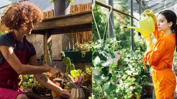 Rooftop Gardening in Hyderabad: Beginners Guide