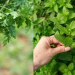 Top 10 Easy-to-Grow Herbs for Indian Kitchens