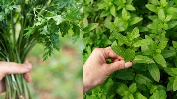 Top 10 Easy-to-Grow Herbs for Indian Kitchens