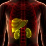 Liver and Kidney Health: Top 6 Must-Eat Fruits for Natural Detox