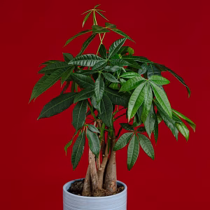 Money tree