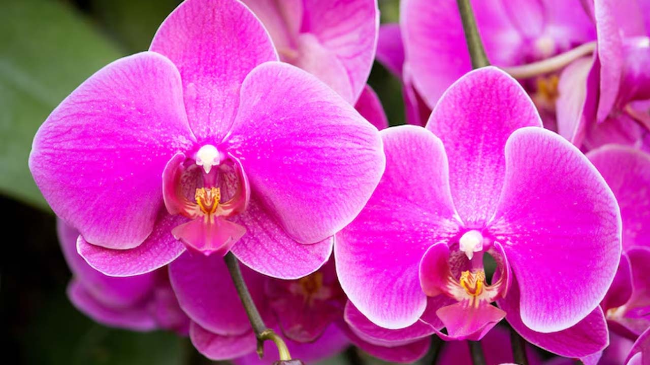 Hidden Health Benefits of Eating Orchids