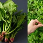 8 Superfood Plants to Grow at Home & Stay Energized