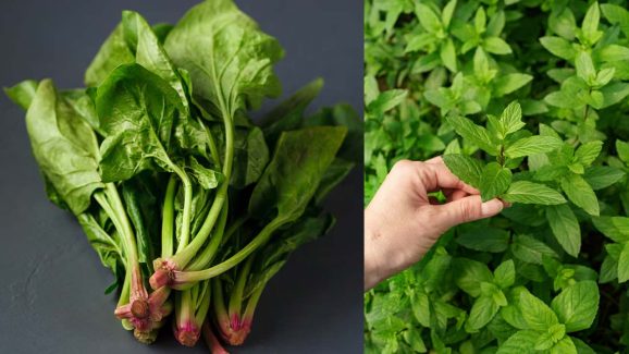 8 Superfood Plants to Grow at Home & Stay Energized