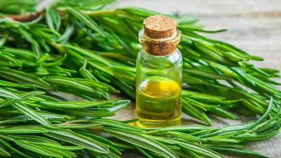 How to Prepare Rosemary Oil That Does Magic for Hair: Easy Steps