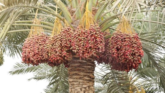 Best Food for Weight Watchers: Sweet, Healthy and Low-Calorie