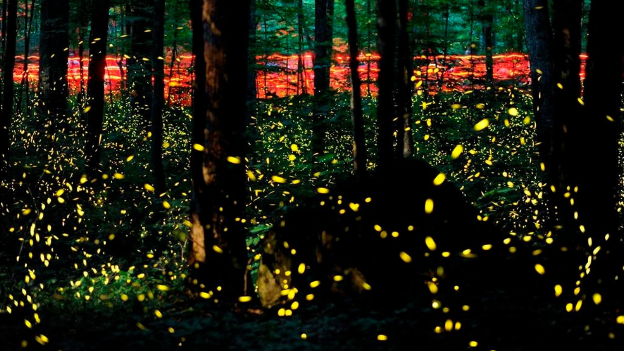 Are the fireflies fading away? Fireflies under threat of extinction