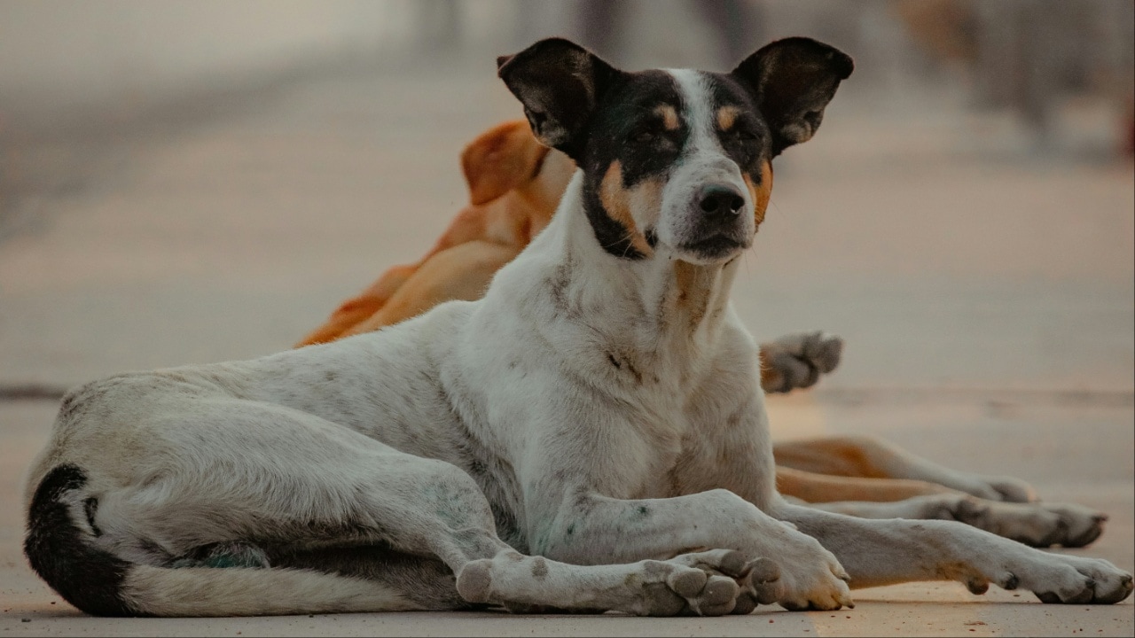 BBMP Launches Rs 2.88 Cr Scheme to Feed 5,000 Stray Dogs in Bengaluru