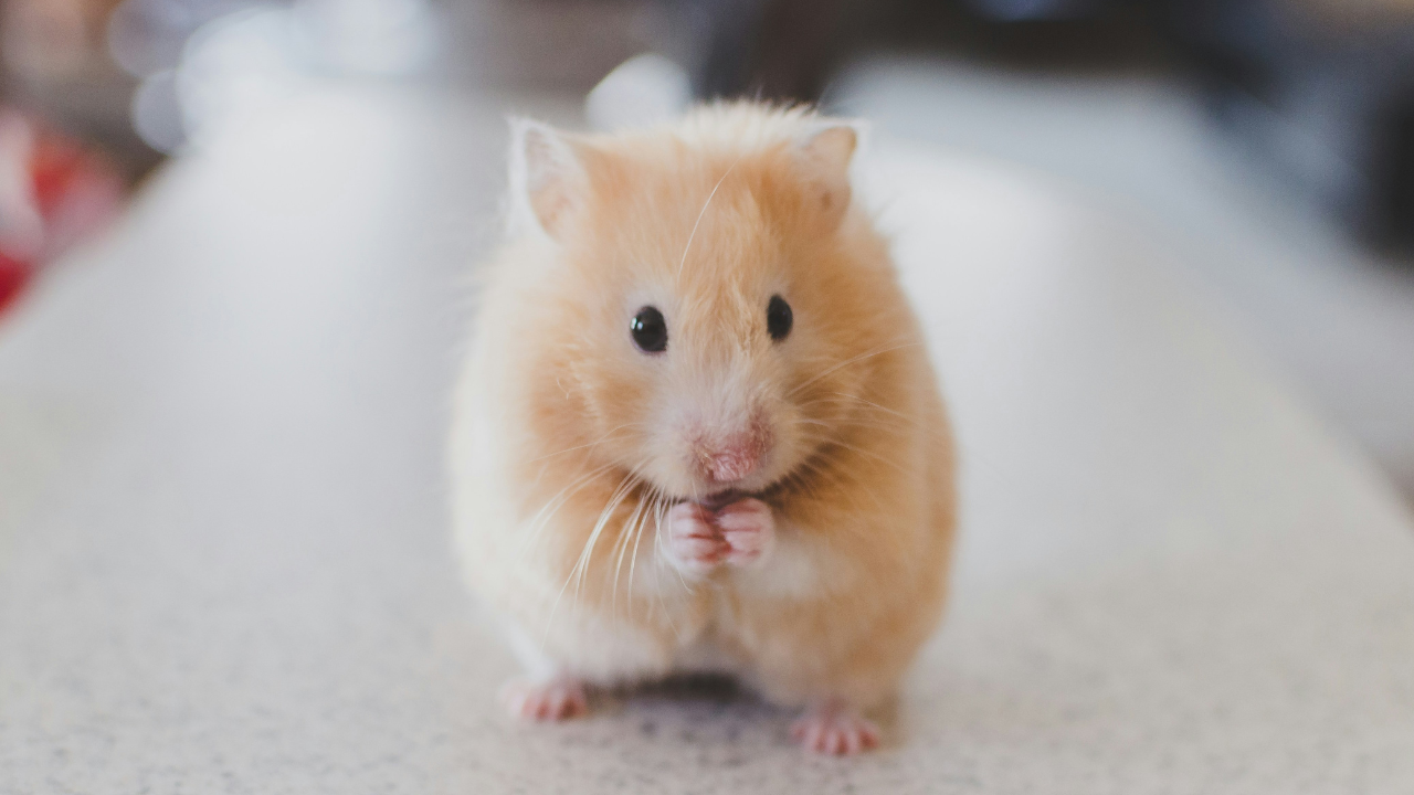 7 Intelligent Animals Perfect To Keep as Pets