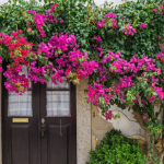 Best Climbing Plants to Grow Easily at Home