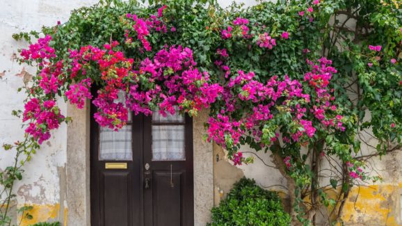 Best Climbing Plants to Grow Easily at Home