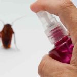 Clever Ways to Repel Cockroaches Without Chemicals
