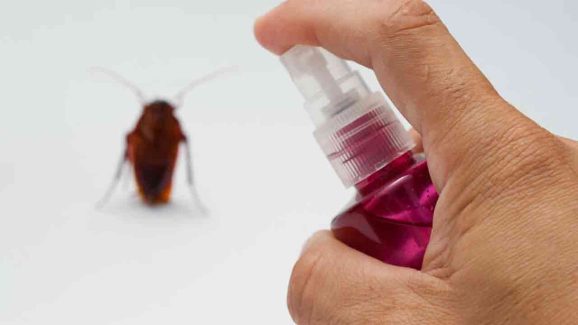 Clever Ways to Repel Cockroaches Without Chemicals