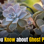Do You Know about ‘Ghost Plant’: Try Growing These at Home